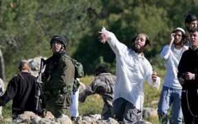Selain Jarah Perkebunan, Pemukim Ilegal Zionis juga Cemari Sumur Warga Palestina dengan Bangkai Hewan