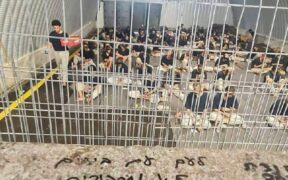 Pemerkosaan, Amputasi Tanpa Bius: Realita-realita Memilukan di Penjara-penjara Israel